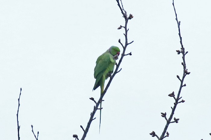 Ring-necked Parakeet