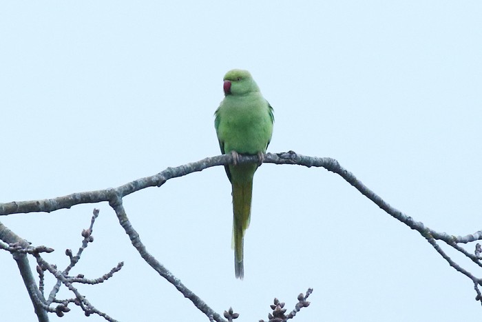 Ring-necked Parakeet