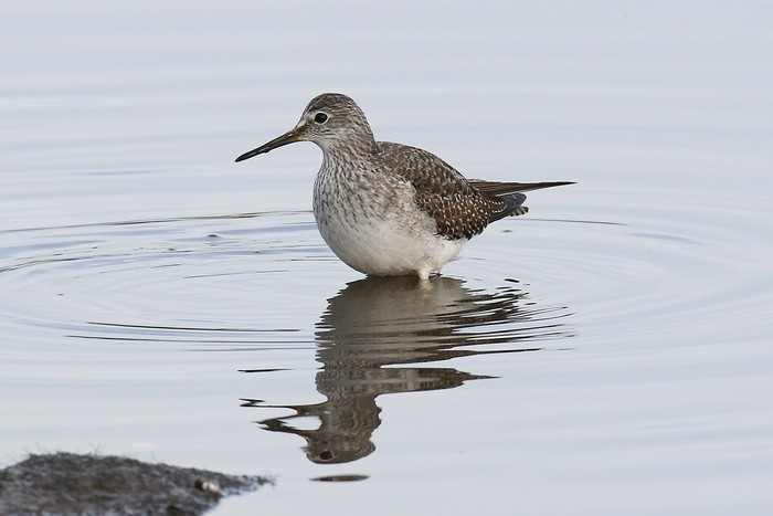 Lesser Yellowlegs