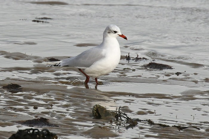 Mediterranean Gull