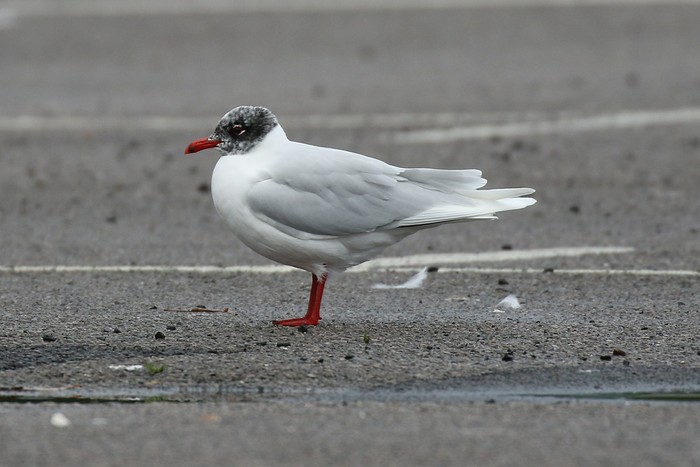 Mediterranean Gull