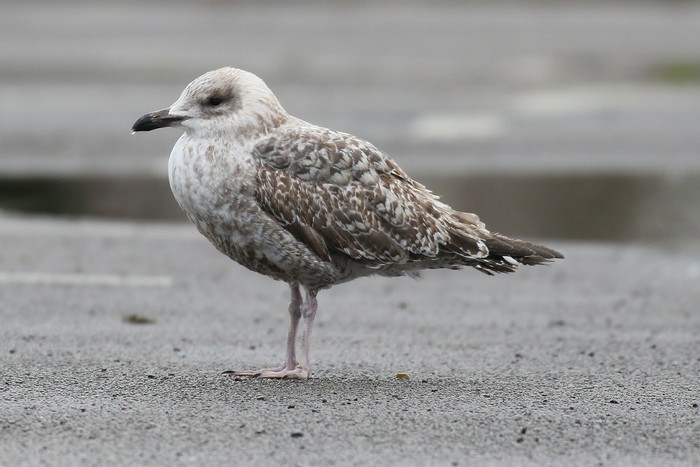 Mediterranean Gull