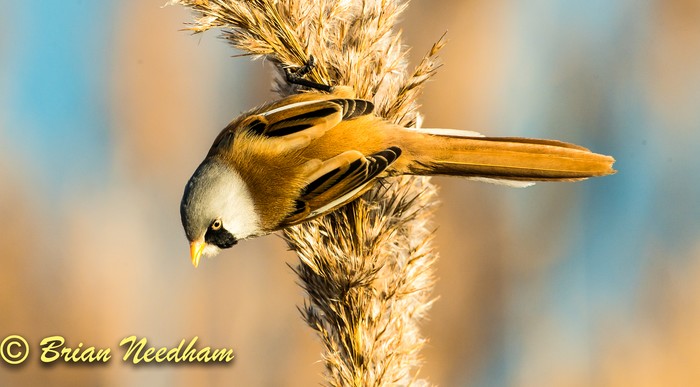 Bearded Tit