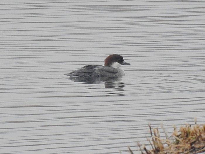 Smew