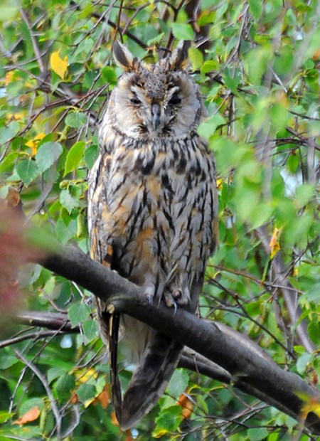 Long-eared Owl