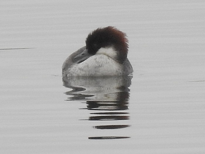 Smew