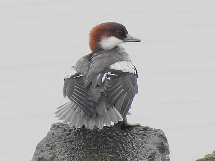 Smew