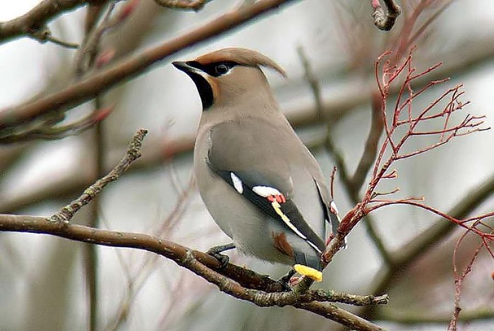 Waxwing