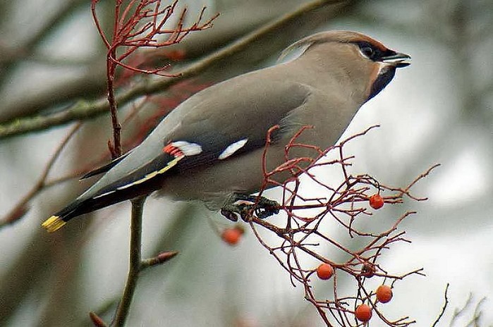 Waxwing