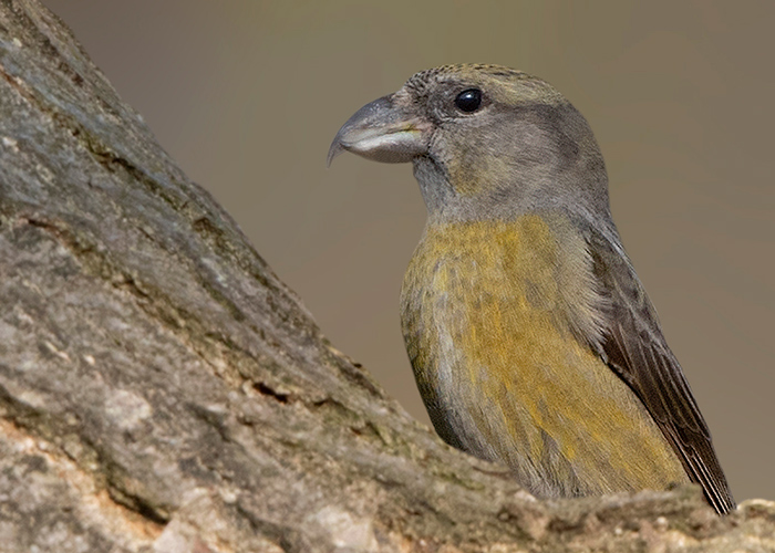 Crossbill