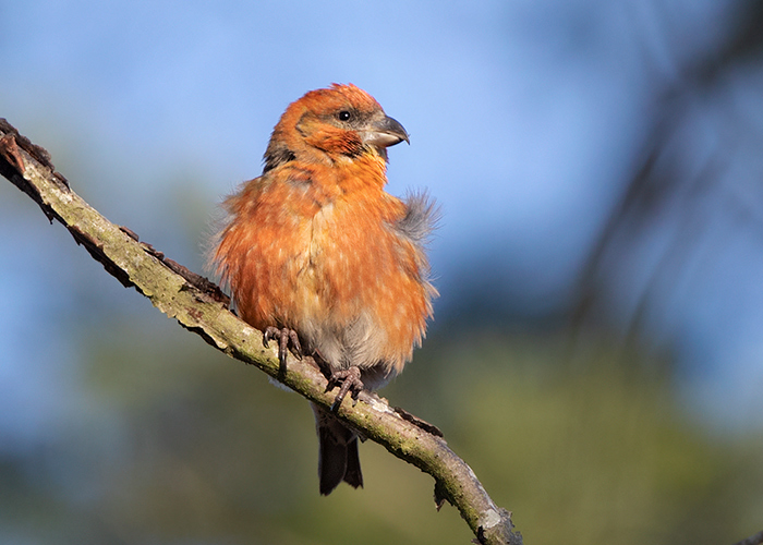 Crossbill