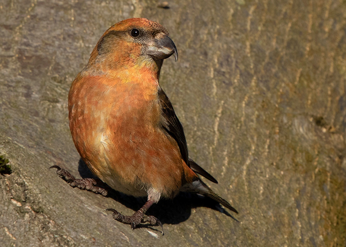Crossbill