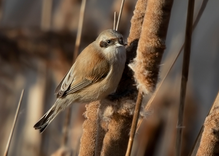 Penduline Tit