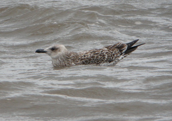 Yellow-legged Gull