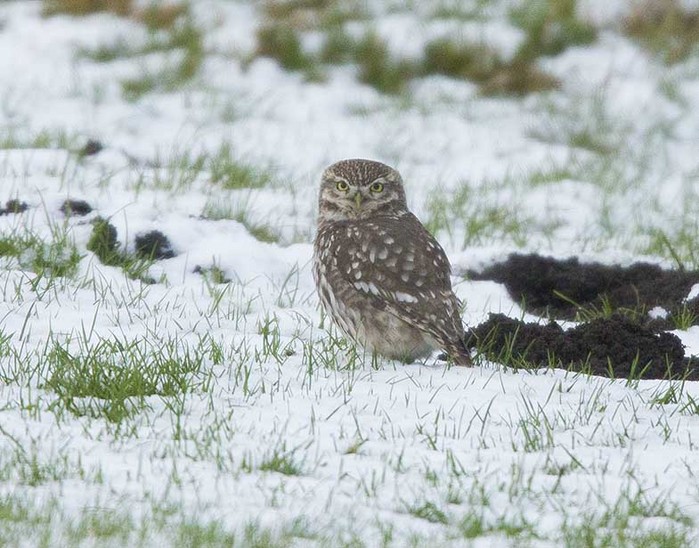 Little Owl