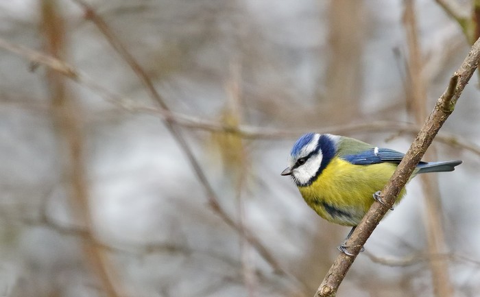 Blue Tit