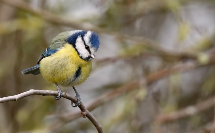 Blue Tit
