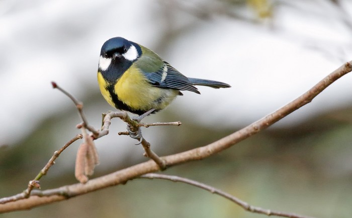 Great Tit