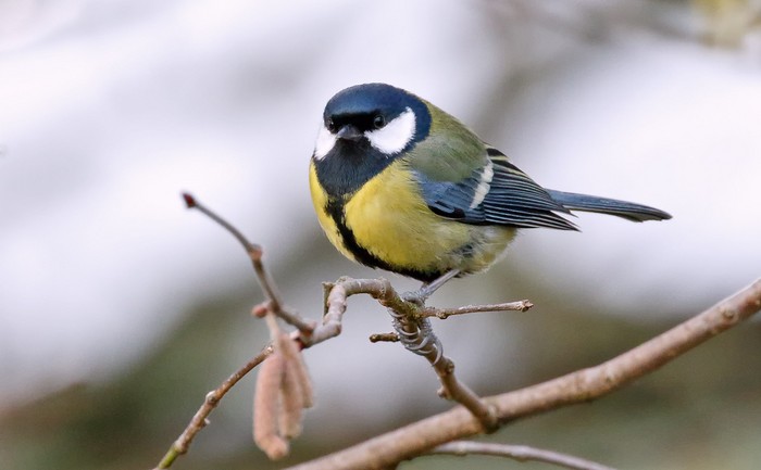 Great Tit