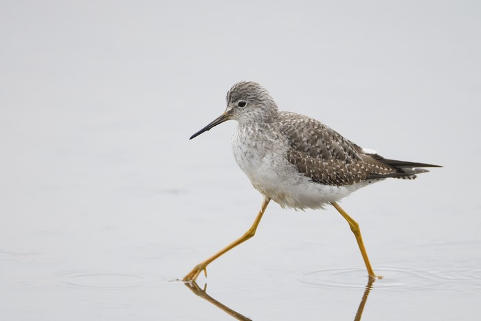 Lesser Yellowlegs