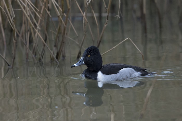 Ring-necked Duck