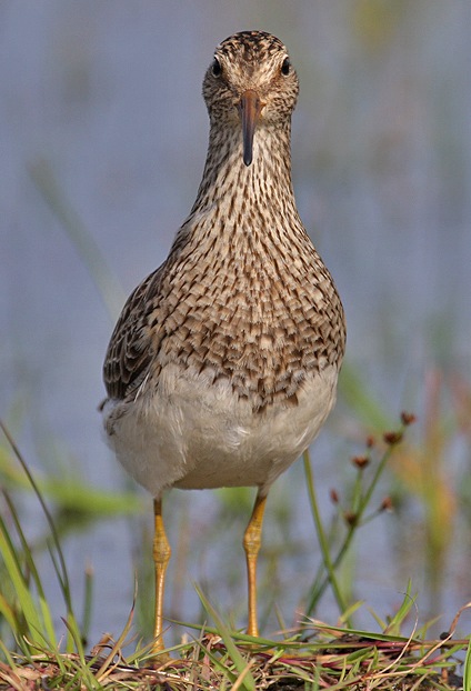 Pectoral Sandpiper