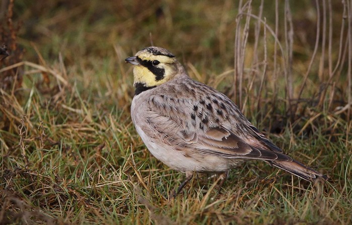 Shorelark