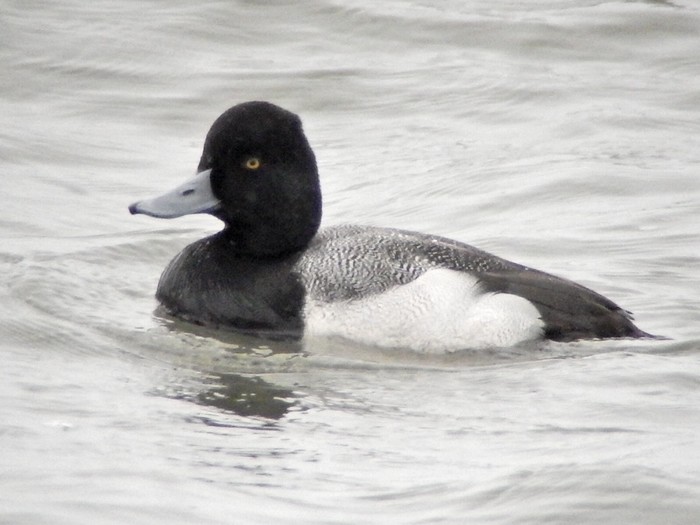 Lesser Scaup