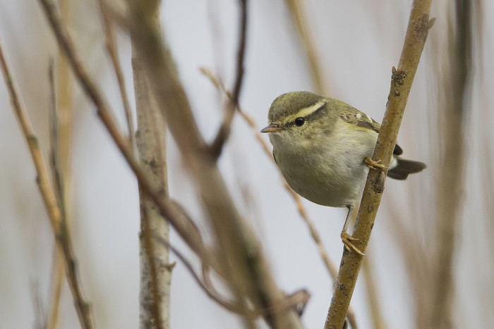 Yellow-browed Warbler