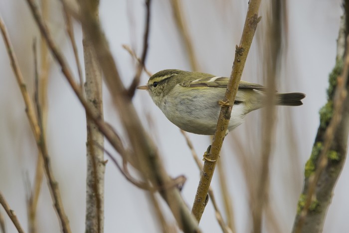 Yellow-browed Warbler