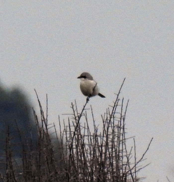 Great Grey Shrike