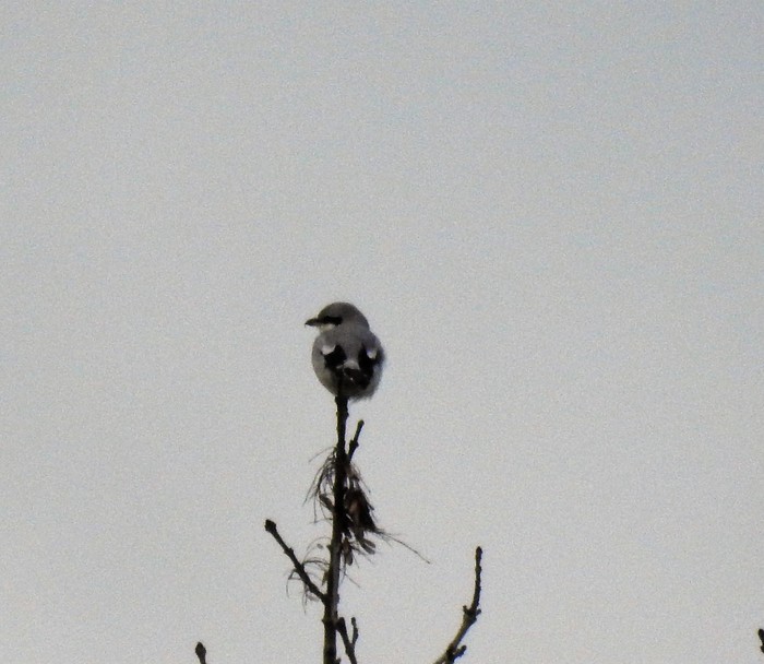 Great Grey Shrike