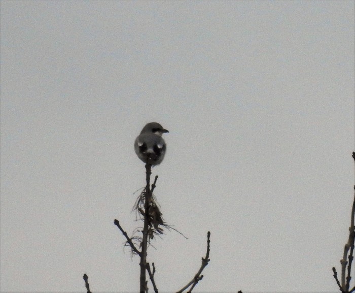 Great Grey Shrike