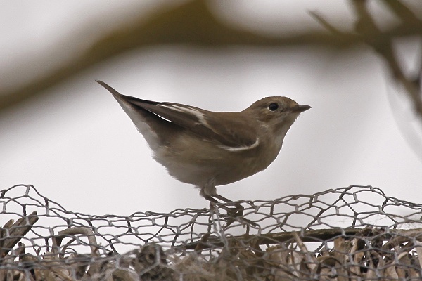 Pied Flycatcher