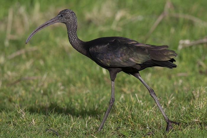 Glossy Ibis