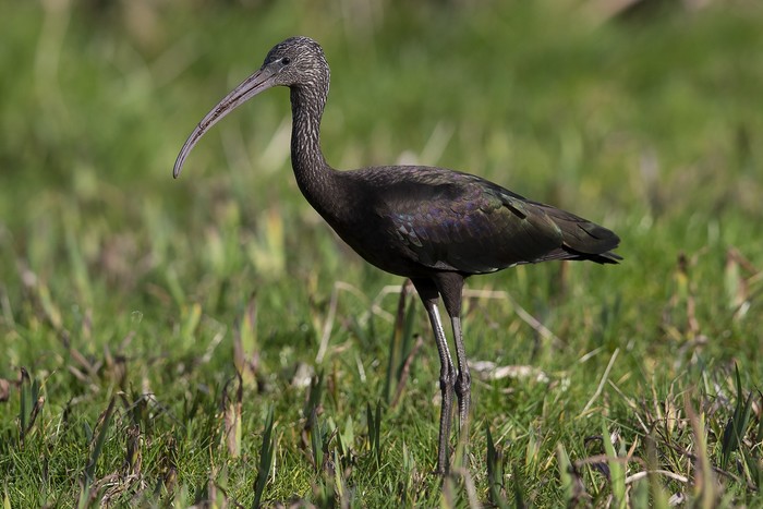 Glossy Ibis