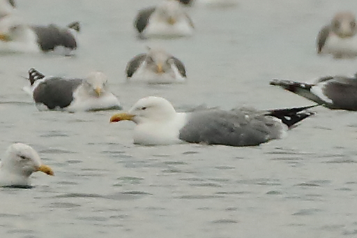 Yellow-legged Gull