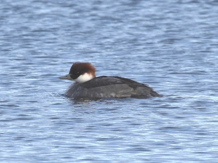 Smew