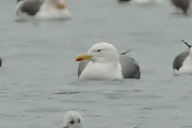 Yellow-legged Gull