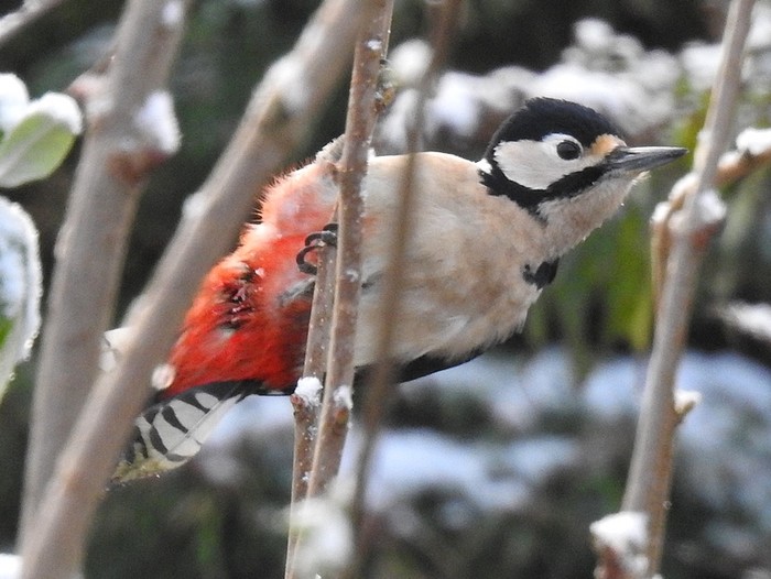 Great Spotted Woodpecker