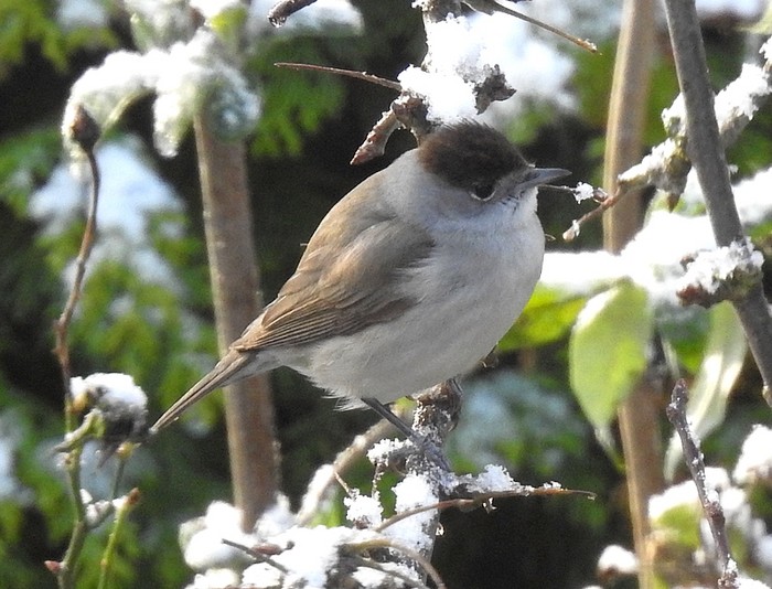 Blackcap