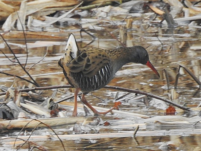 Water Rail