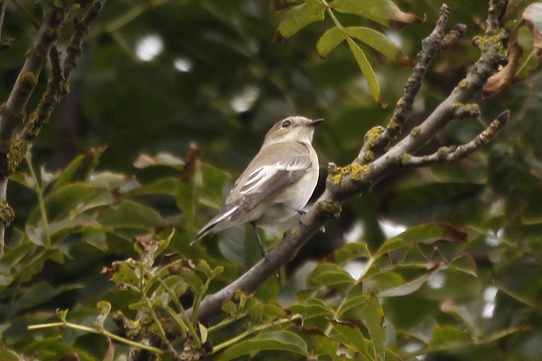 Pied Flycatcher
