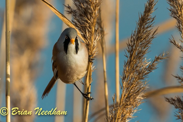 Bearded Tit