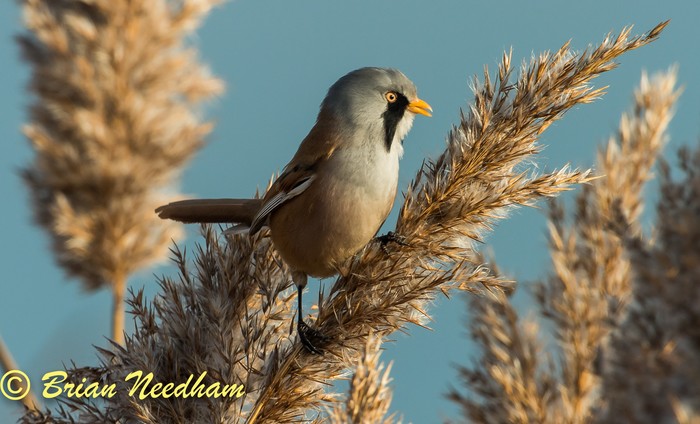 Bearded Tit
