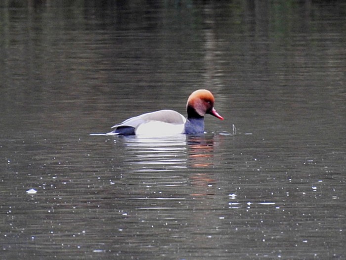 Red-crested Pochard