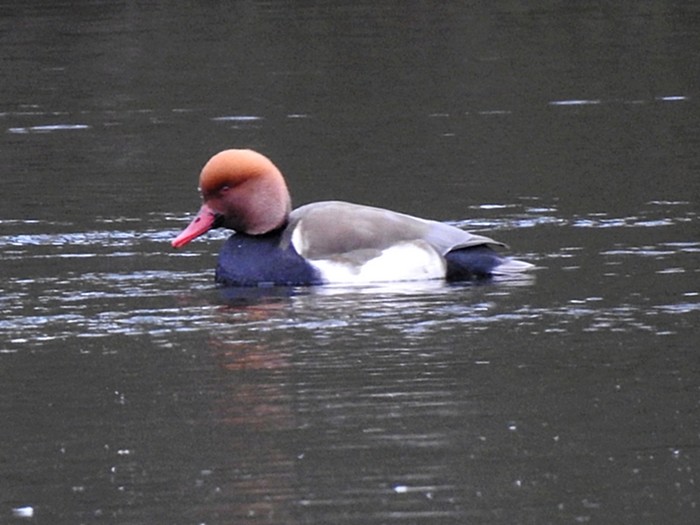 Red-crested Pochard