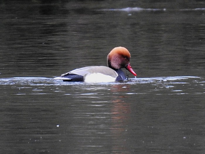 Red-crested Pochard