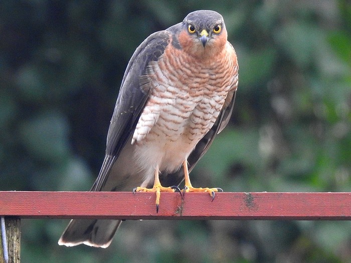 Sparrowhawk
