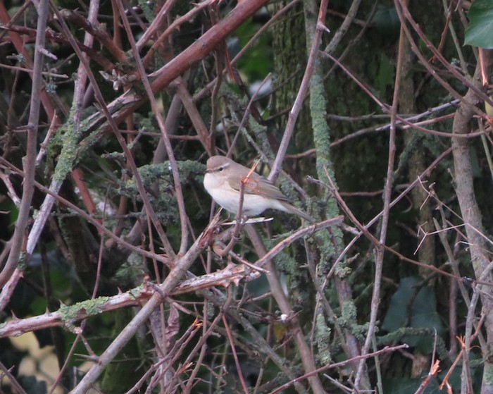 Siberian Chiffchaff
